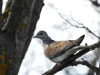 Common ground Dove - Воробьиная Земляная горлица. Фотограф Etkind Elizabeth