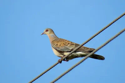 Горлица | Turtle dove, Bird, Holiday cards