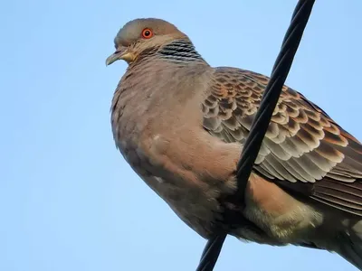 Фотография Кольчатая горлица (Streptopelia decaocto) Крым, Россия |  Фотобанк ГеоФото/GeoPhoto | GetImages Group