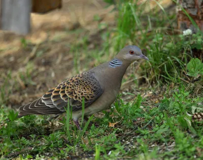 Кольчатая горлица - Dove. Фотограф Etkind Elizabeth