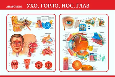 Боль в горле - описание симптома, возможные причины боли, диагностика и  лечение