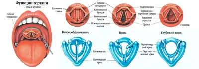 Ларингит – симптомы и лечение – блог Медюнион