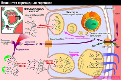 Гормональные исследования в Балашихе - цены в медицинском центре Жизнь