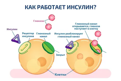 Тиреоидные гормоны — Википедия