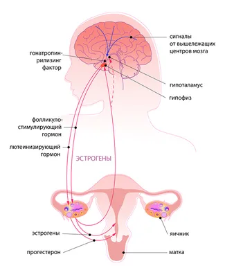 Женские гормоны 9 главных женских гормонов для красоты и здоровья