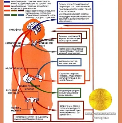 Половые гормоны — Википедия