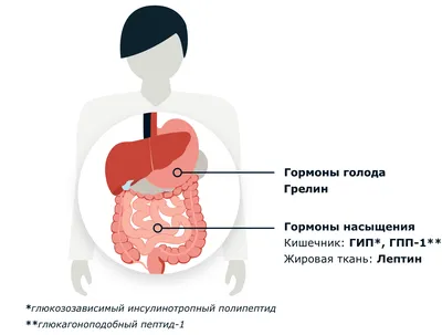 Гидрофильные гормоны / Биохимия