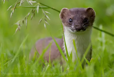 Горностай (лат. Mustela erminea), фотографии горностая