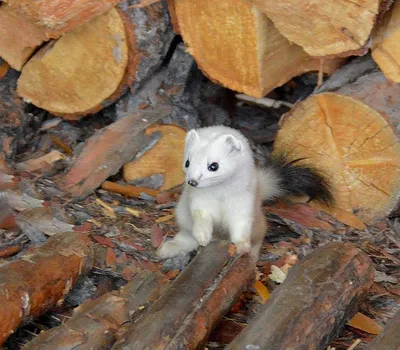 В оперении Winet Stoat горностай Стоковое Фото - изображение насчитывающей  ласка, одичало: 186550732