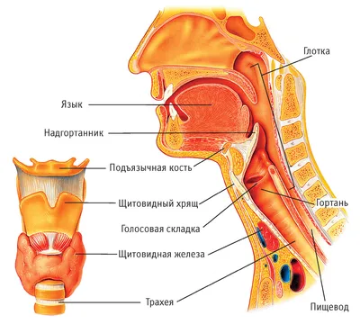 Экскурсия по гортани. От хрящей до пастилок. | История таблетки | Дзен