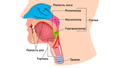 Гортань Дыхательной Системы Человека Анатомия Глотки стоковое фото  ©magicmine 589337652