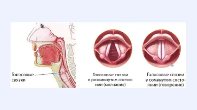 Строение гортани, плакат глянцевый А1/А2 › Купить оптом и в розницу › Цена  от завода