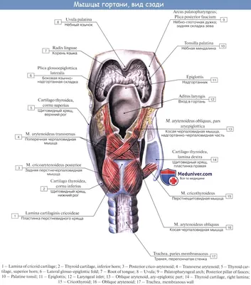 Гортань человека: что это, где находится, как выглядит и работает, почему  может болеть