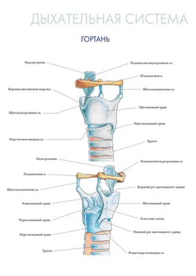 Гортань — стоковые фотографии и другие картинки Cricoid Cartilage - Cricoid  Cartilage, Cricothyroid Cartilage, Анатомия - iStock