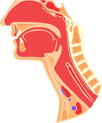 Гортань Внутренняя Анатомия Глотки Человеческая Голова Легенда Идеально  Подходит Учебных Векторное изображение ©Lcosmo 341651698