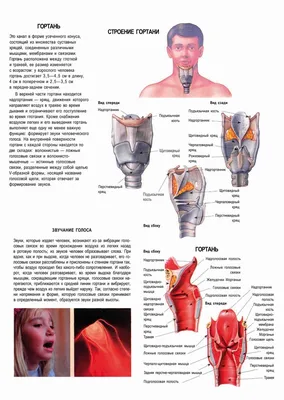 Анатомия гортани картинка