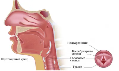 Диаграмма: Гортань. Анатомия гортани. | Quizlet