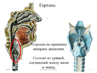 Гортань. Большая российская энциклопедия