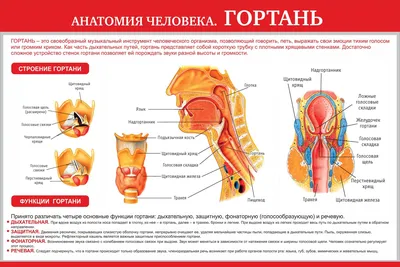 Рак гортани: симптомы, признаки, лечение, прогнозы