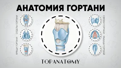 Рак гортани| Блог UNIM