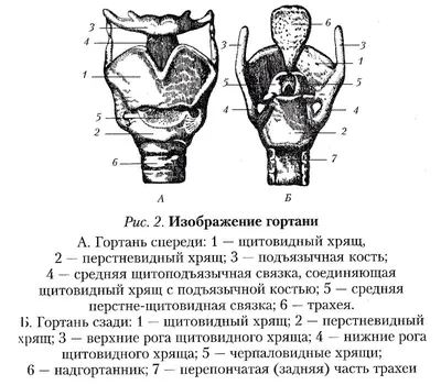 Иллюстрация Гортань в стиле 2d, книжная графика, компьютерная