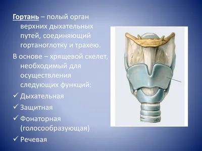 Модель Гортань человека: купить для школ и ДОУ с доставкой по всей России