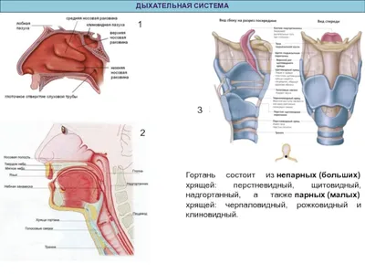 Гортань - плакат (ID#1602284316), цена: 31 ₴, купить на Prom.ua