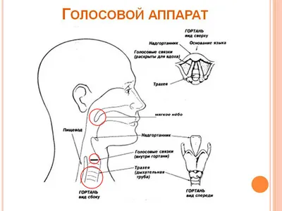 Глотка. Большая российская энциклопедия