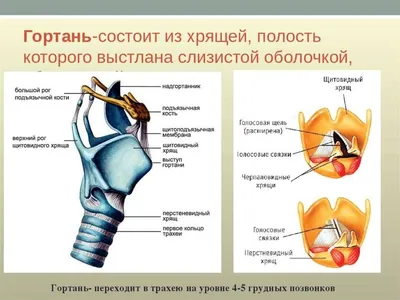 Легкие, трахея и гортань Векторное изображение ©Artemida-psy 265411856