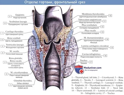 Larynx anatomy - YouTube