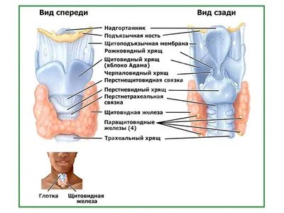 ГОРТАНЬ - что такое в Научно-техническом энциклопедическом словаре