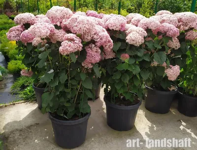 Гортензия древовидная “Анабель” Hydrangea arborescens 'Annabelle' - купить  саженцы в Минске и Беларуси