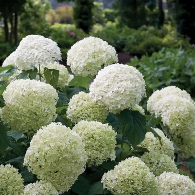 Гортензия древовидная Анабель. (Hydrangea arborescens Annabelle) Контейнер  С3 купить в интернет-магазине ЦВІТСАД с доставкой по Украине