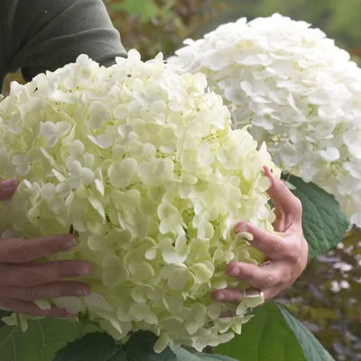 Купить Гортензия древовидная Аннабель Hydrangea arborescens Annabelle - в  питомнике Флорини