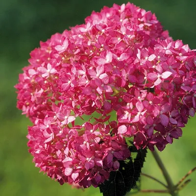 Гортензия древовидная Стронг Анабель. (Hydrangea arborescens Strong  Annabelle) Р9 купить в интернет-магазине ЦВІТСАД с доставкой по Украине