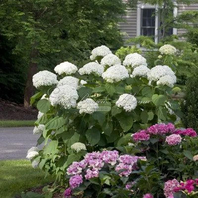 Гортензия древовидная Стронг Анабель. (Hydrangea arborescens Strong  Annabelle) Р9 купить в интернет-магазине ЦВІТСАД с доставкой по Украине