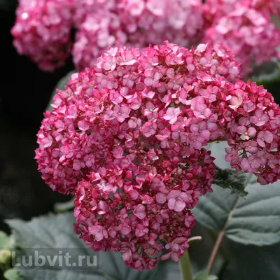 Hydrangea arborescens 'Pink Annabelle', Гортензия древовидная 'Пинк Анабель'