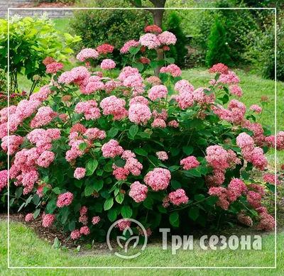 Гортензия древовидная Пинк Анабель С3 / Hydrangea arborescens Pink  Annabelle (ID#239166096), цена: 330 ₴, купить на Prom.ua