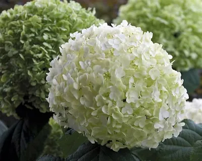 Купить Гортензия древовидная Аннабель Hydrangea arborescens Annabelle - в  питомнике Флорини