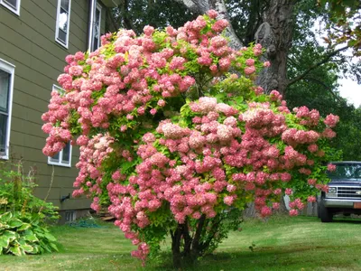 Гортензия метельчатая (Hydrangea paniculata `Phantom`) - Гортензия  метельчатая - Кустарники - Каталог - LESKOVO-PITOMNIK.ru