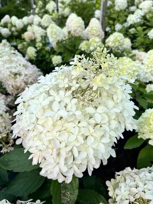 Гортензия метельчатая Фантом (Hydrangea paniculata \"Phantom\") купить