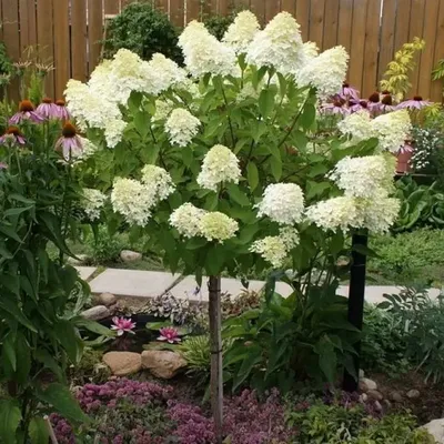 Гортензия метельчатая Фантом (Hydrangea paniculata Phantom) недорого -  Зелёная Гавань