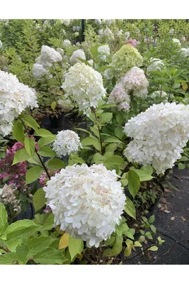 Гортензия Фантом (HYDRANGEA PANICULATA PHANTOМ) в конт C2 - купить по  лучшей цене в Полтаве от компании \"Сад Полтавы\" - 1644041210