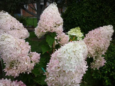 Гортензия метельчатая (Hydrangea paniculata `Phantom`) - Гортензия  метельчатая - Кустарники - Каталог - LESKOVO-PITOMNIK.ru