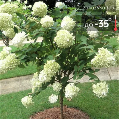 Купить Гортензия метельчатая Фантом Hydrangea paniculata Phantom - в  питомнике Флорини