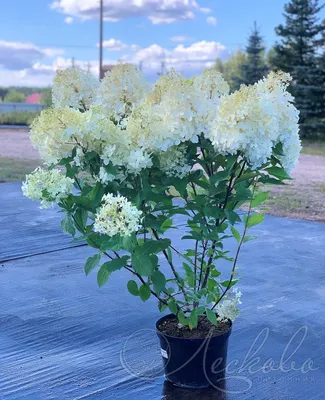 Гортензия метельчатая (Hydrangea paniculata `Phantom`) - Гортензия  метельчатая - Кустарники - Каталог - LESKOVO-PITOMNIK.ru