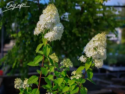 Гортензия метельчатая Фантом, С3 / Hydrangea paniculata Phantom  (ID#319967582), цена: 210 ₴, купить на Prom.ua