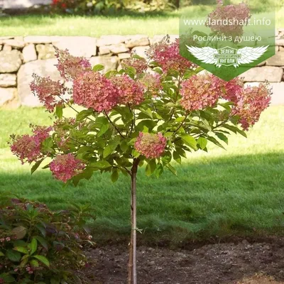 Гортензия метельчатая (Hydrangea paniculata `Phantom`) - Гортензия  метельчатая - Кустарники - Каталог - LESKOVO-PITOMNIK.ru