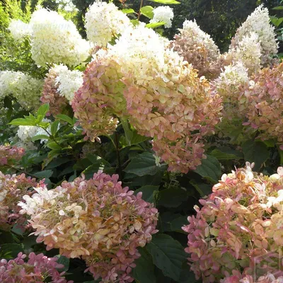 Гортензия метельчатая (Hydrangea paniculata `Phantom`) - Гортензия  метельчатая - Кустарники - Каталог - LESKOVO-PITOMNIK.ru