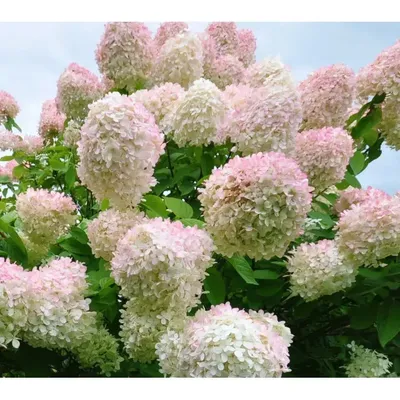 Гортензия крупнолистная 'Endless Summer' (Эндлесс Саммер) розовая – купить  в питомнике Челси Гарден